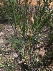 Pterostylis