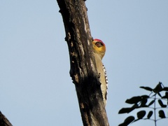 Melanerpes chrysogenys