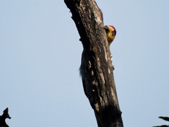 Melanerpes chrysogenys