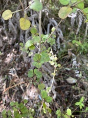 Coprosma spathulata
