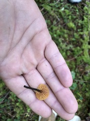 Heimiomyces fulvipes