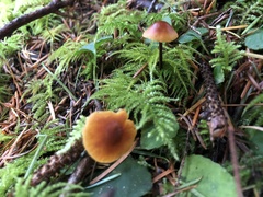Heimiomyces fulvipes