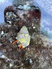 Calcinus californiensis