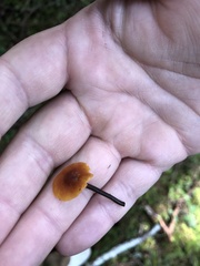 Heimiomyces fulvipes