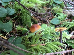 Heimiomyces fulvipes