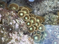 Palythoa mutuki