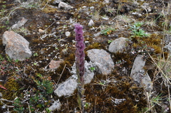 Neobartsia