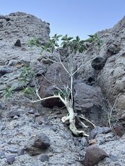 Ficus petiolaris palmeri
