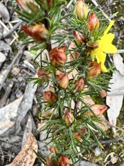 Hibbertia fasciculata