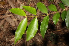 Melodinus australis