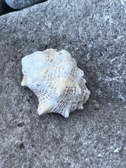 Muricidae