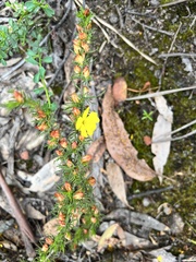 Hibbertia fasciculata