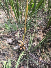 Pterostylis
