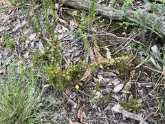 Hibbertia fasciculata