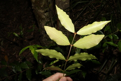 Melodinus australis