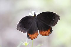 Gyrocheilus patrobas