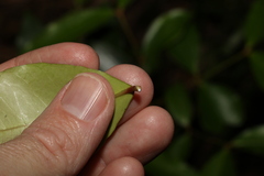 Melodinus australis