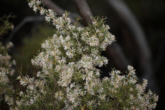 Grevillea paniculata