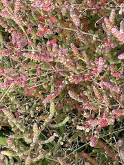 Salicornia blackiana