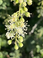 Stegnosperma halimifolium