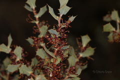 Hakea prostrata