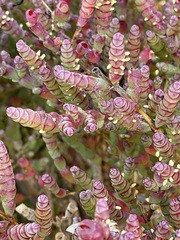 Salicornia blackiana