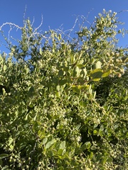 Stegnosperma halimifolium