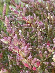 Salicornia blackiana