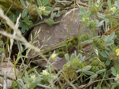 Chortoicetes terminifera