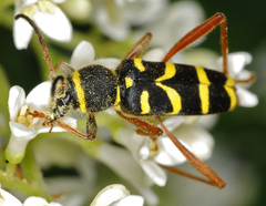 Clytus arietis