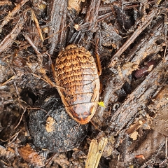 Blaberidae