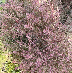 Salicornia blackiana