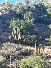 Stenocereus thurberi