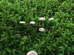 Paragymnopus perforans