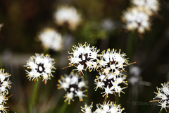 Borya sphaerocephala