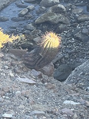 Ferocactus peninsulae