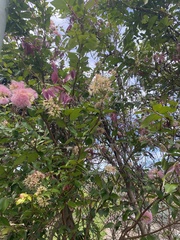 Syzygium smithii