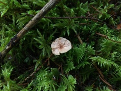 Paragymnopus perforans