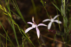 Caladenia hirta rosea