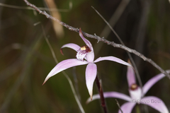 Caladenia hirta rosea