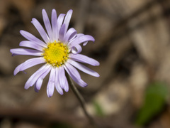 Brachyscome spathulata