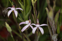 Caladenia hirta rosea