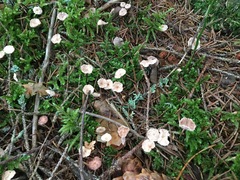 Paragymnopus perforans