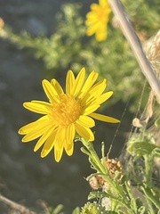 Xanthisma scabrellum