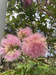 Syzygium smithii