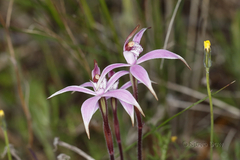 Caladenia hirta rosea
