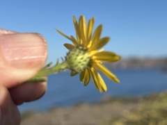 Xanthisma scabrellum