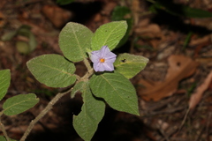 Solanum densevestitum