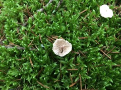 Paragymnopus perforans