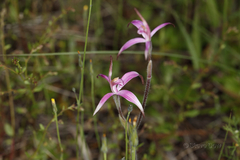 Caladenia hirta rosea